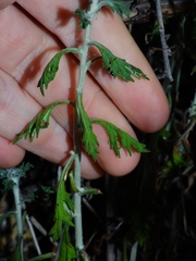 Eriophyllum latilobum