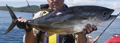 Thunnus albacares