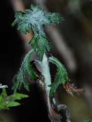 Eriophyllum latilobum