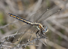 Libellula comanche