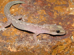 Amalosia rhombifer