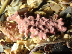 Phymatolithon calcareum