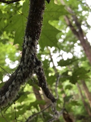 Neoprociphilus aceris