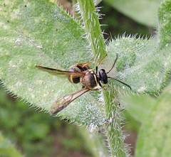 Argogorytes nigrifrons