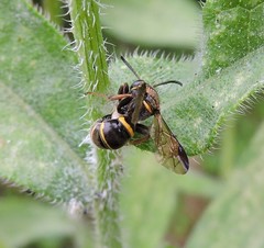 Argogorytes nigrifrons