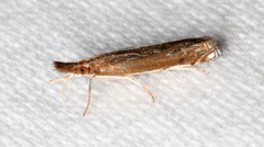 Anaclastis apicistrigellus