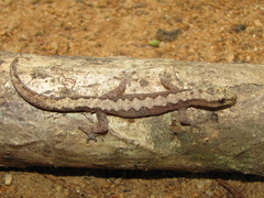 Amalosia rhombifer