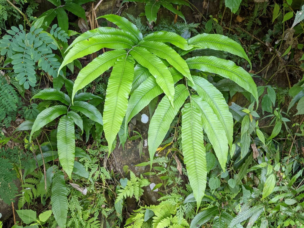 Abacopteris
