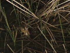 Pseudacris streckeri