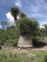 Beaucarnea