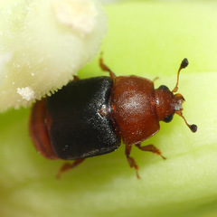 Caplothorax melanopterus