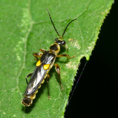 Trypherus