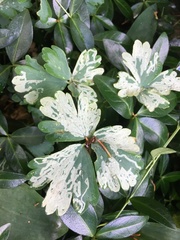 Phytomyza aquilegivora