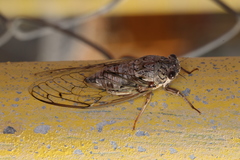 Cicada cretensis