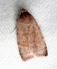 Austrocarea iocephala