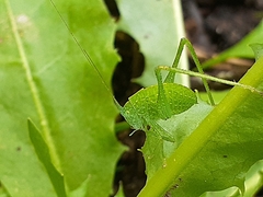 Phaneropterinae