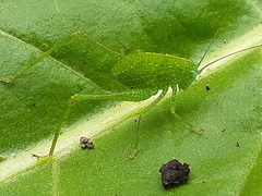 Phaneropterinae