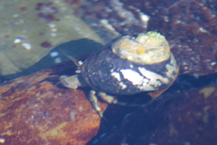 Diogenes brevirostris