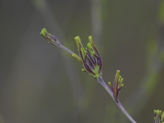 Cordylanthus rigidus rigidus