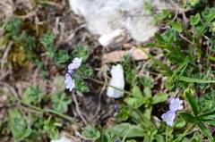 Veronica aphylla