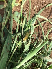 Teratolytta optabilis