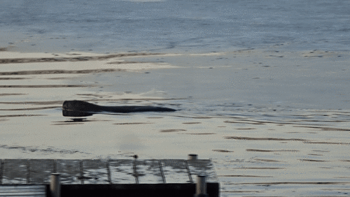 American Beaver photographed in Michigan