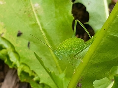 Phaneropterinae