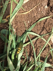 Teratolytta optabilis