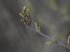 Cordylanthus rigidus rigidus