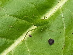 Phaneropterinae