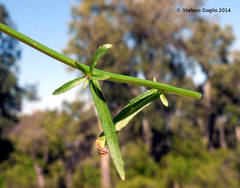 Lobelia urens