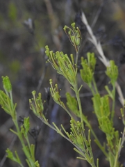 Cordylanthus rigidus rigidus