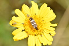Scythris scopolella