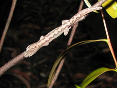 Amalosia rhombifer