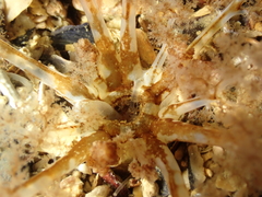 Neopentadactyla mixta