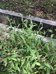 Digitaria velutina