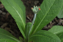 Primula bulleyana