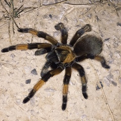 Aphonopelma moderatum