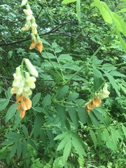Lathyrus laevigatus occidentalis