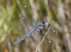 Libellula comanche