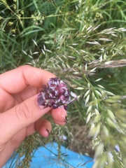 Allium