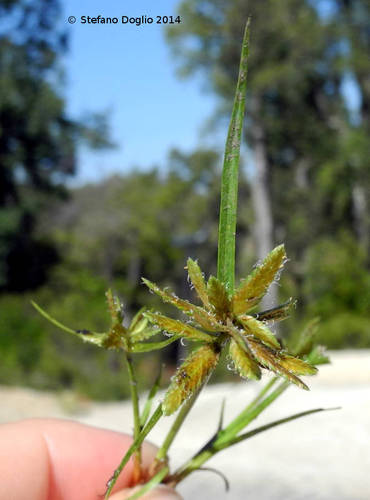 Cyperus flavescens