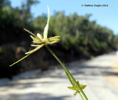 Cyperus flavescens
