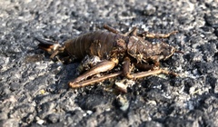 Liparoscelis pallidispina