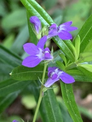 Lobelia gattingeri