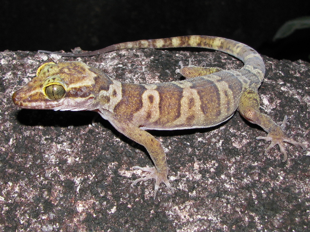 Hoskin's Ring-Tailed Gecko