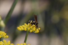 Leucospidae