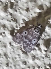 Sommeria marchalii