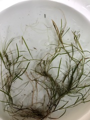 Potamogeton foliosus