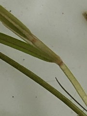 Potamogeton foliosus